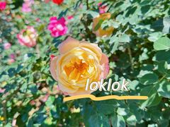 -人民公园(罗湖区)