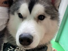 -Husky Go! 哈士奇体验馆·宠物咖啡厅狗咖
