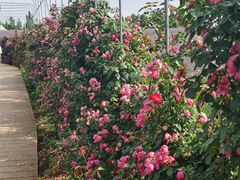 -紫颐香薰山谷景区