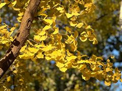 -三里屯东五街银杏大道