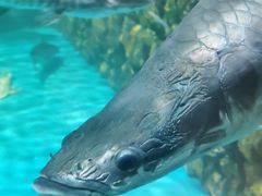 -海合安武汉极地海洋公园