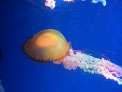-海合安成都极地海洋公园