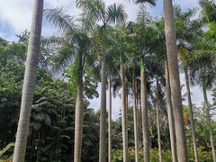 -中国科学院西双版纳热带植物园