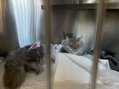 -艾贝尔宠物医院·24H转诊中心·肿瘤猫专科(江宁双龙店)