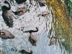 -长白岛森林公园