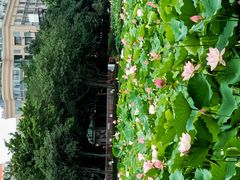 -荔湾湖公园