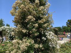 -阿方索十二世纪念碑