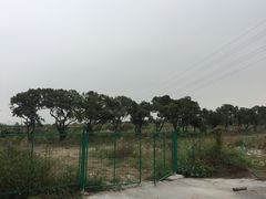 -长洲岛