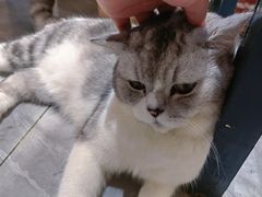 -猫小院猫主题餐厅(南锣旗舰店)