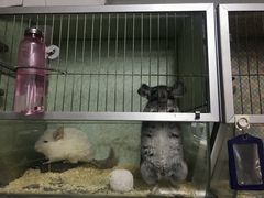 -万商花鸟市场