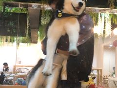 -Husky Go! 哈士奇体验馆·宠物咖啡厅狗咖