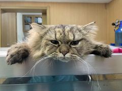 -艾贝尔宠物医院·24H转诊中心·肿瘤猫专科(江宁双龙店)