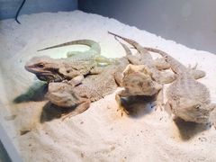 -东部华侨城