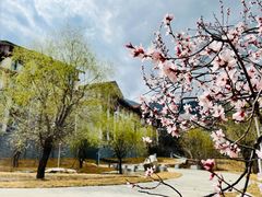 -林芝工布庄园希尔顿酒店-猎味中餐厅