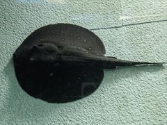 -上海海洋水族馆