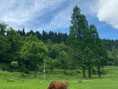 -武陵山森林公园