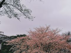 -无锡梅园公园
