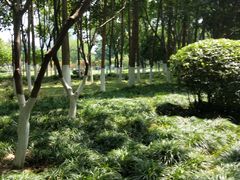 -后襄河公园