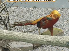 -青藏高原野生动物园