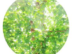 -金谷域澳洲庄园