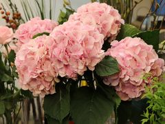 -双季花艺园艺市场(浦东店)