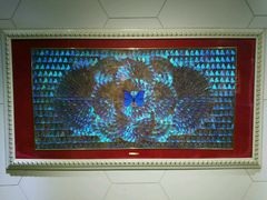 -上海昆虫博物馆