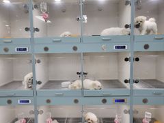 -萌宠之家·腊肠犬·马尔泰·小体犬舍