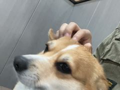 -半岛宠物医院24小时(西派城店)