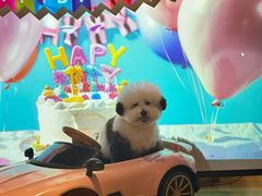 -百好乐宠物友好餐厅(朝外大街店)