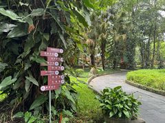 -瑞丽独树成林风景区