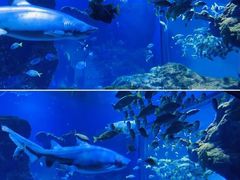 -海合安武汉极地海洋公园