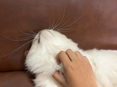 -MOCHA明星猫咖(田子坊店)