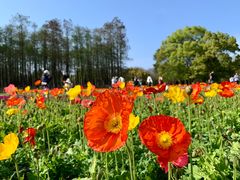 -上海共青森林公园