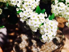 -植物学家的女儿(北马道巷店)