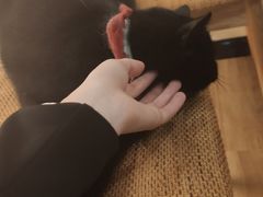 -滚猫咖啡·猫咖·猫友好撸猫(未来城店)