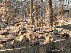 -合肥野生动物园