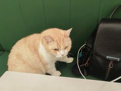 -安格丽娜·狗咖·猫咖羊驼咖(春熙路百盛商场店)