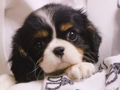 -萌宠之家·腊肠犬·马尔泰·小体犬舍