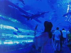 -成都浩海立方海洋公园