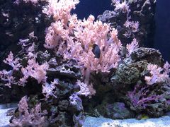 -西雅图水族馆