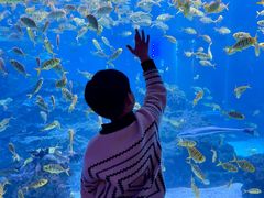 -海合安成都极地海洋公园