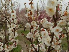 梅花（白）-蜀冈西峰生态公园