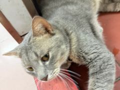 -双生肠粉(牌坊街总店)