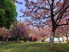 -武汉大学-樱园