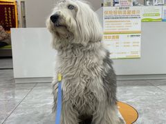 -瑞鹏宠物医院·骨外科·心肾科·肿瘤科(九亭店)