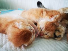-十年猫舍·猫咪专门店(普陀店)