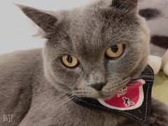 -猫在这儿猫咪咖啡馆·撸猫馆