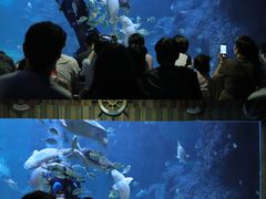 -左海海底世界