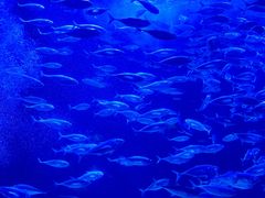 -太平洋海底世界