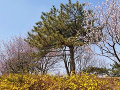 -北京西山国家森林公园